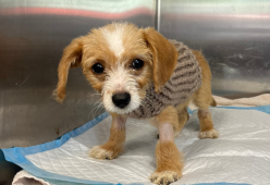 Cagnolina salvata da un tombino: “Ora ha una nuova famiglia”