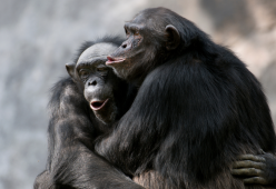 Gli animali che si riproducono di più? Ecco quali sono