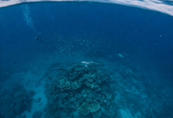 Messico, avvistato un pesce remo: è davvero un segnale di catastrofi?