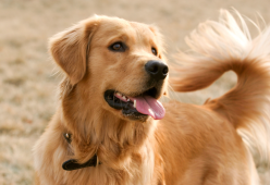 Cosa rivela la razza del tuo cane di te? Ecco cosa sappiamo