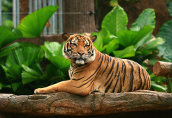 Quali animali si sono estinti? Le specie scomparse negli ultimi anni