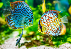 Pesce d’Aprile: origini, curiosità e significato della tradizione