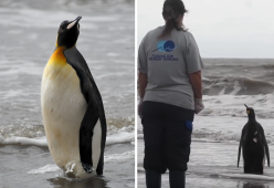 Il pinguino reale torna a nuotare libero: il video commuove il web
