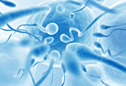 Sperm Racing: la prima gara di sperma organizzata da milionari