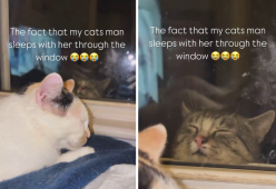 Gatti innamorati alla finestra: il video che ha conquistato il web