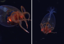 Filmato per la prima volta vivo un Calamaro colossale: il video