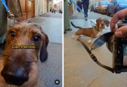 Doggodaily: chi è il fotografo dei cani diventato virale