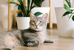 I gatti sono intelligenti, affettuosi e selettivi: lo dice la scienza