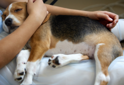 Come riconoscere i sintomi della gravidanza nella tua cagnolina