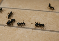 Trovi queste palline bianche in casa? Potresti avere un’infestazione