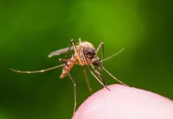 Addio zanzare: 12 piante che le tengono lontane in modo naturale