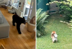 Volpino di Pomerania affronta un orso e lo fa scappare