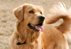 Perché il tuo cane mangia meno in estate? I 5 motivi nascosti 