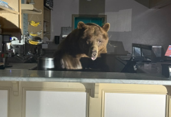 Orso irrompe in una gelateria e sceglie il gusto preferito: fragola