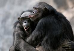 Il bacio è nato prima dell'uomo: la scoperta sui primati antichi