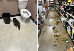 Procione ubriaco: la foto nel negozio di liquori è già virale