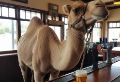 Cammello entra in un pub e beve una birra: l&rsquo;incredibile scena