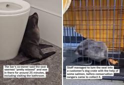 Una foca entra nel bar e si nasconde in bagno: il video virale