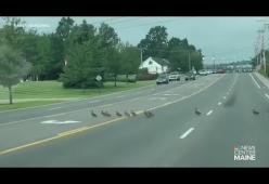 Usa: il traffico si ferma per lasciar attraversare 45 anatre