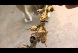 I macabri fiori che, appassendo, diventano teschi