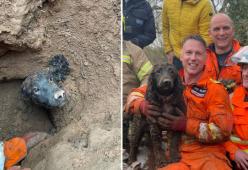 La storia di Winston: il cane rimasto sotto terra per 60 ore