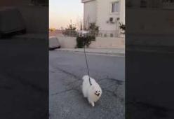 Questo cane va a spasso con il drone durante la quarantena