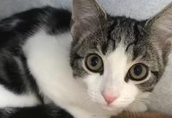 Nel Regno Unito è stato trovato un gatto “neutro”: nè maschio nè femmina
