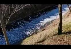 Migliaia di litri di vino finiscono nel fiume: il video