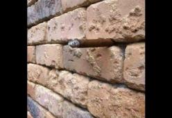 Riesci a vedere cosa c'è tra i mattoni?