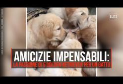 Cuccioli di cane ricoprono di baci un gatto: ecco il video