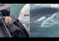 Questa lontra riesce a mettersi in salvo dall'orca assassina e la prende in giro