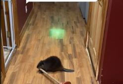 Avete mai visto un castoro costruire dighe … in casa? 