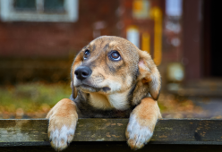 Cane sorpreso a rubare le uova del vicino, la reazione commuove il web