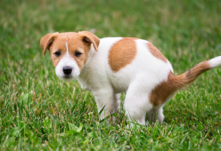 Roma, le cacche dei cani sono ora una mostra di opere d’arte