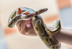 Serpenti, lucertole e rettili nel bar: succede in Malesia