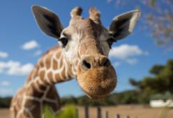 Le giraffe sanno fare calcoli statistici: il risultato di una ricerca