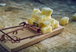Dal formaggio per topi al rosso dei tori: una lista dei falsi miti