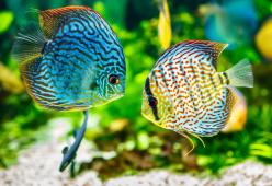 Con l'intelligenza artificiale si possono ascoltare i cori del mare