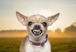 Il tuo cane è felice? Ecco come capirlo e migliorare la relazione con lui
