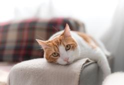 La lingua del gatto cura l'acne? L'originale rimedio di una ragazza