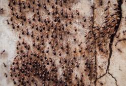 Ingorghi nel traffico: come le formiche possono aiutarci a risolverli