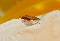 Odore dolciastro in camera da letto? Potresti avere cimici dei letti

