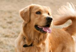 I Golden Retriever hanno un “super potere” inaspettato: lo studio