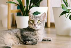 Come capire il linguaggio dei gatti: i segnali da riconoscere