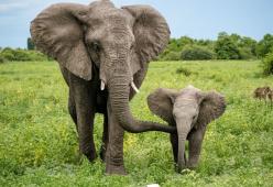 Gli elefanti si chiamano per nome come gli umani: la scoperta