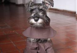 Si chiama Frate Bigotòn, il primo cane diventato monaco. La storia