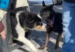 Cane smarrito in Alaska percorre 241 km sul mare ghiacciato
