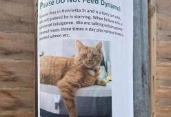 Gatto finge di morire di fame, ma viene smascherato dalla padrona