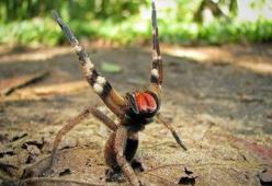 Il veleno del ragno delle banane cura la disfunzione erettile