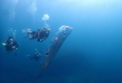 Avvistato un raro esemplare di pesce remo: è preavviso di terremoti?